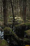 White Cedar Swamp, Cape Cod
