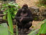 Animal Kingdom